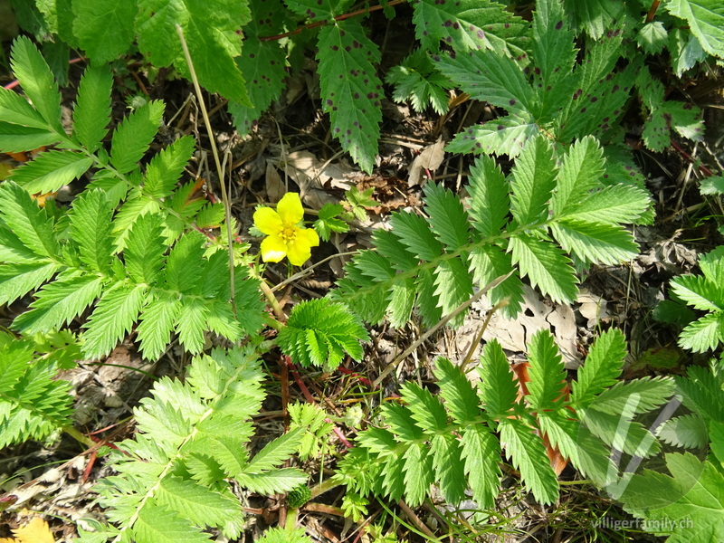 Gänse-Fingerkraut: Übersicht